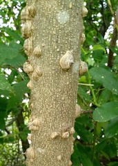 Zanthoxylum clava-herculis