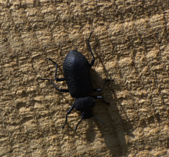 Iphthiminus serratus