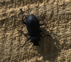 Iphthiminus serratus