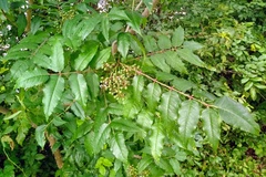 Zanthoxylum clava-herculis