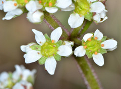 Micranthes integrifolia