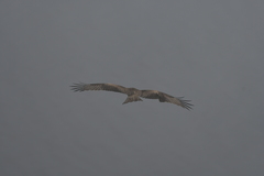 Milvus migrans