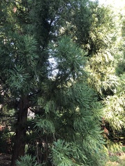 Cryptomeria