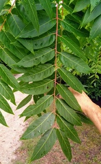Ailanthus altissima