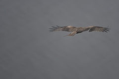 Milvus migrans