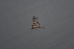 Milvus migrans