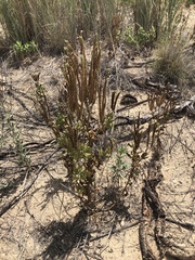Phacelia integrifolia