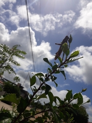 Schistocerca flavofasciata