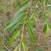 Siberian Violet-Willow - Photo (c) Aliaksandr Mialik, some rights reserved (CC BY-NC), uploaded by Aliaksandr Mialik