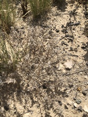 Cryptantha crassisepala crassisepala