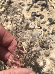 Cryptantha crassisepala crassisepala