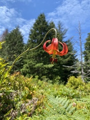Lilium occidentale