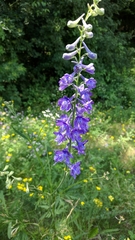 Delphinium fissum