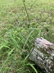 Cyperus grayioides