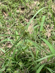 Cyperus grayioides