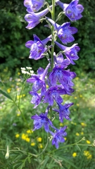 Delphinium fissum