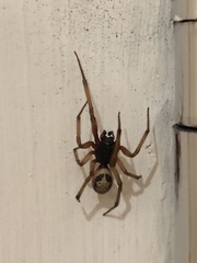Steatoda nobilis