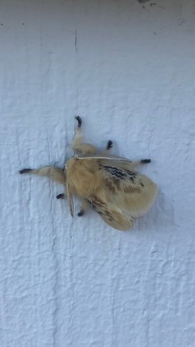 Black-waved Flannel Moth photo 6