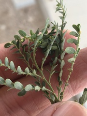 Phyllanthus abnormis