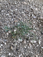 Phyllanthus abnormis