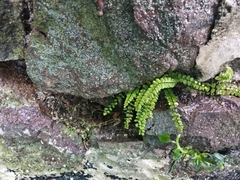 Asplenium trichomanes