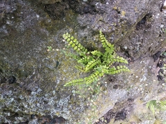 Asplenium trichomanes