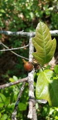 Callirhytis quercusventricosa