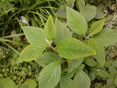 Magnoliopsida