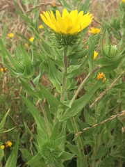 Grindelia integrifolia