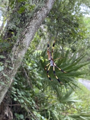 Trichonephila clavipes image