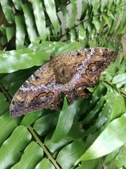 Ascalapha odorata