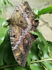 Ascalapha odorata