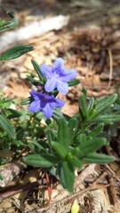 Glandora prostrata