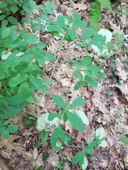 Leucanthiza dircella