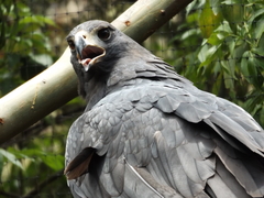 Buteogallus solitarius