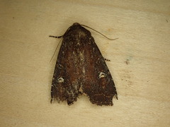 Apamea scoparia