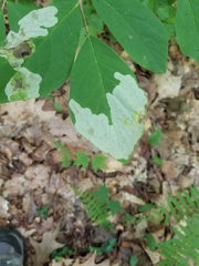 Leucanthiza dircella