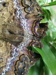 Ascalapha odorata