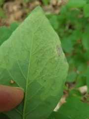 Leucanthiza dircella