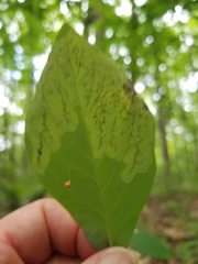 Leucanthiza dircella