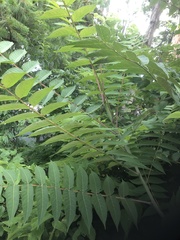 Ailanthus altissima