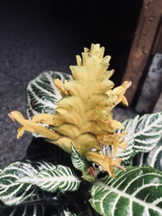 Aphelandra squarrosa