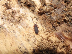 Uleiota dubia