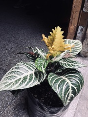 Aphelandra squarrosa
