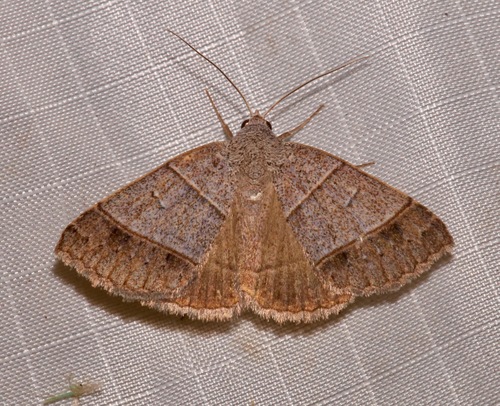 Ptichodis ovalis photo 5