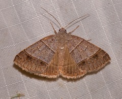 Ptichodis ovalis