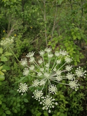 Silphiodaucus prutenicus