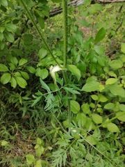 Silphiodaucus prutenicus