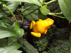 Phyllobates terribilis