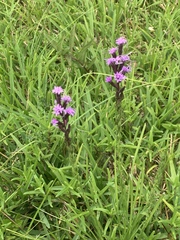 Liatris acidota